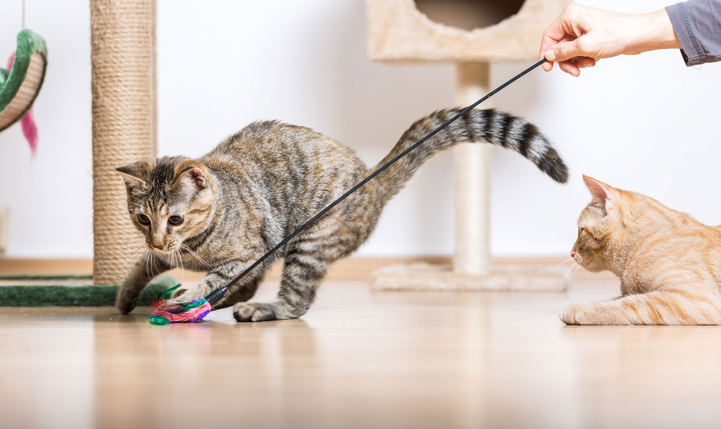 Cats Banner