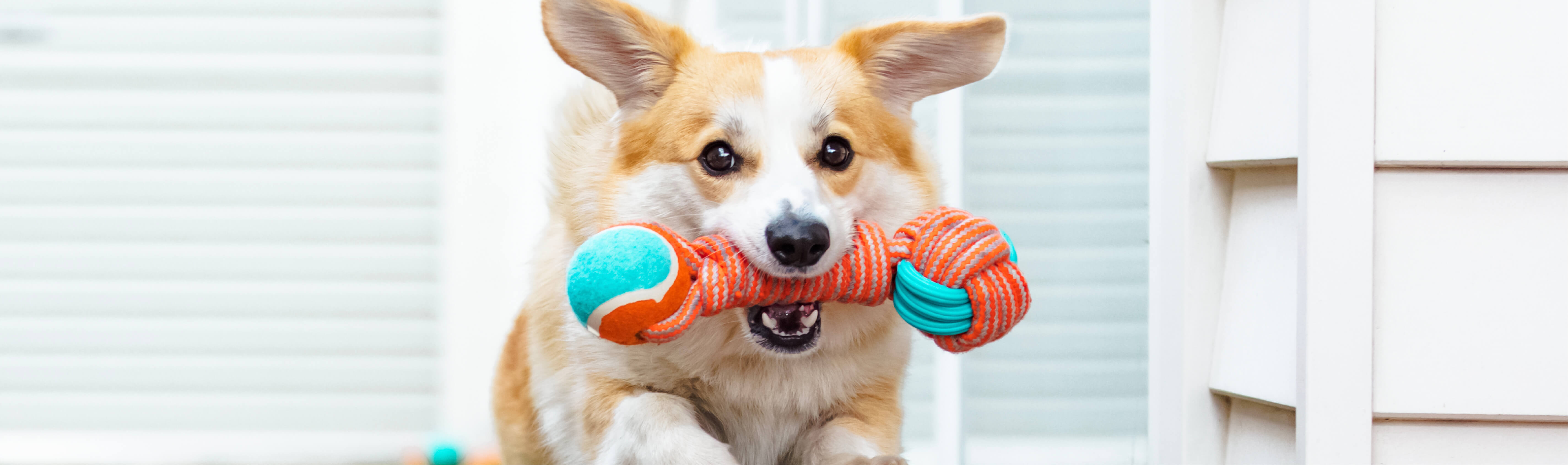 About us Corgi