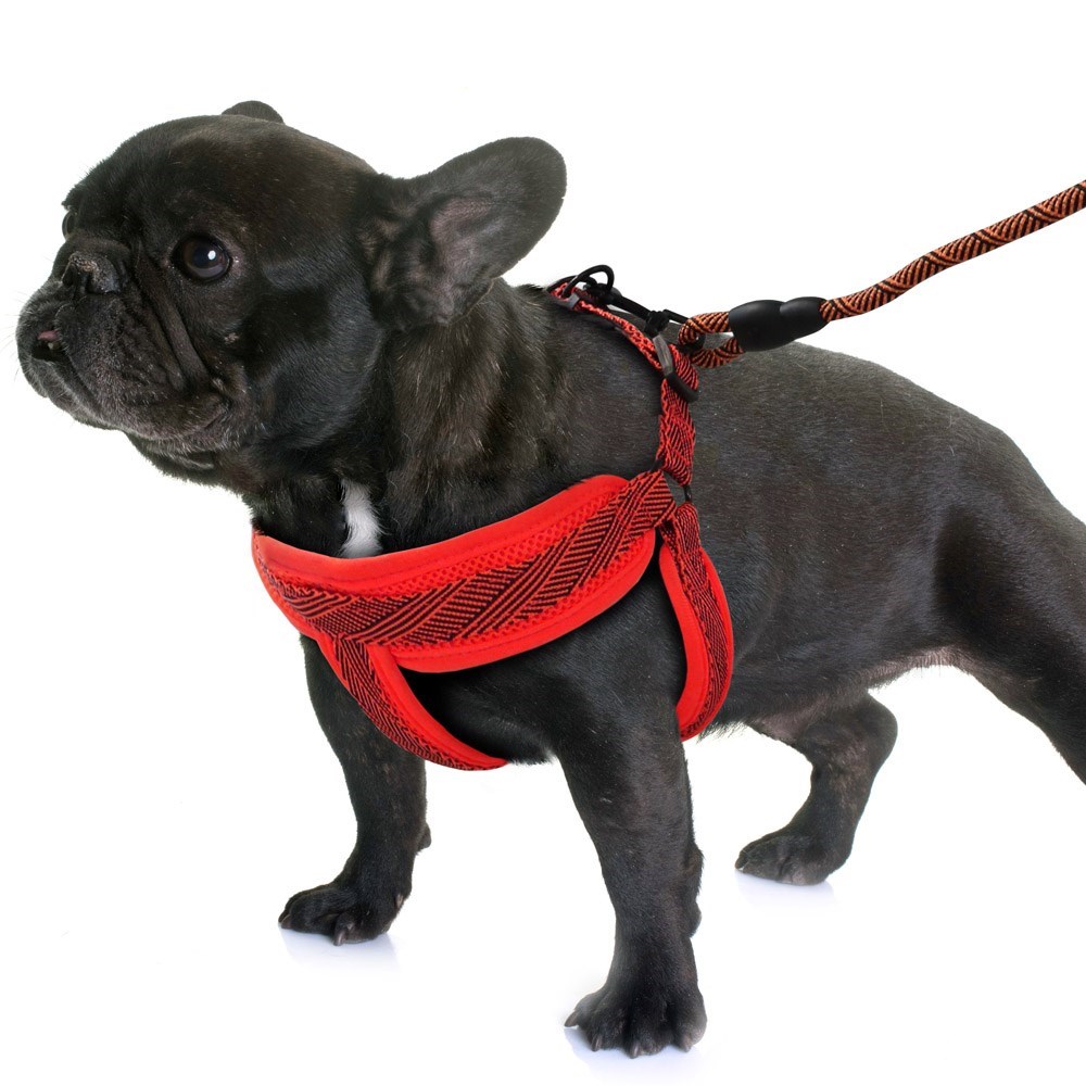 Mesh Lead & Harness
