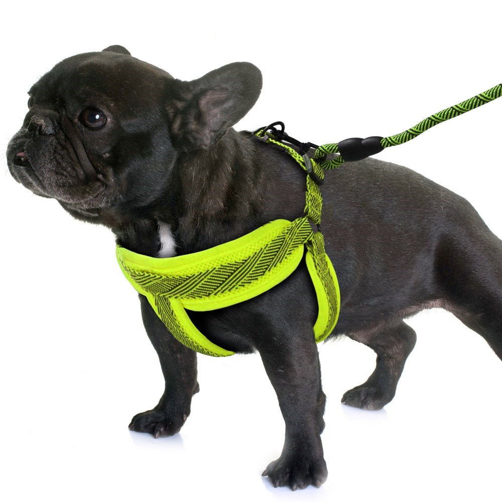 Mesh Lead & Harness