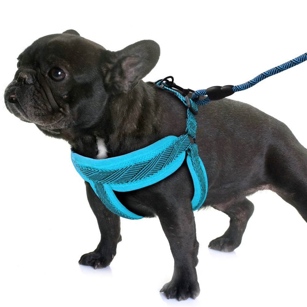 Mesh Lead & Harness